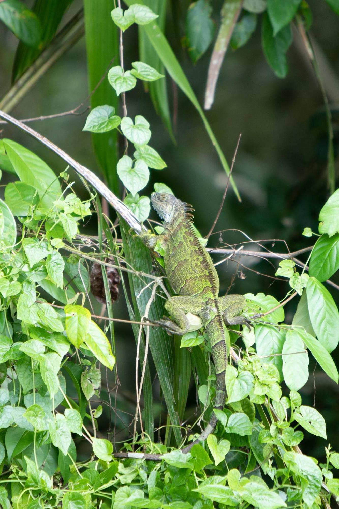 Pachira Lodge Tortuguero Ngoại thất bức ảnh