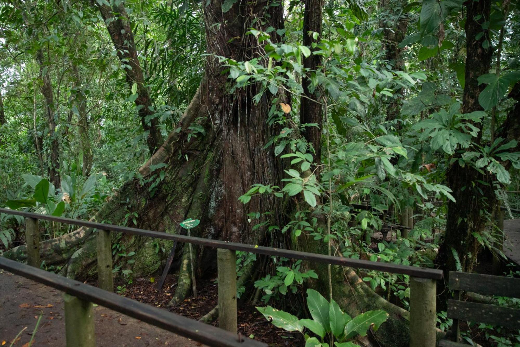 Pachira Lodge Tortuguero Ngoại thất bức ảnh