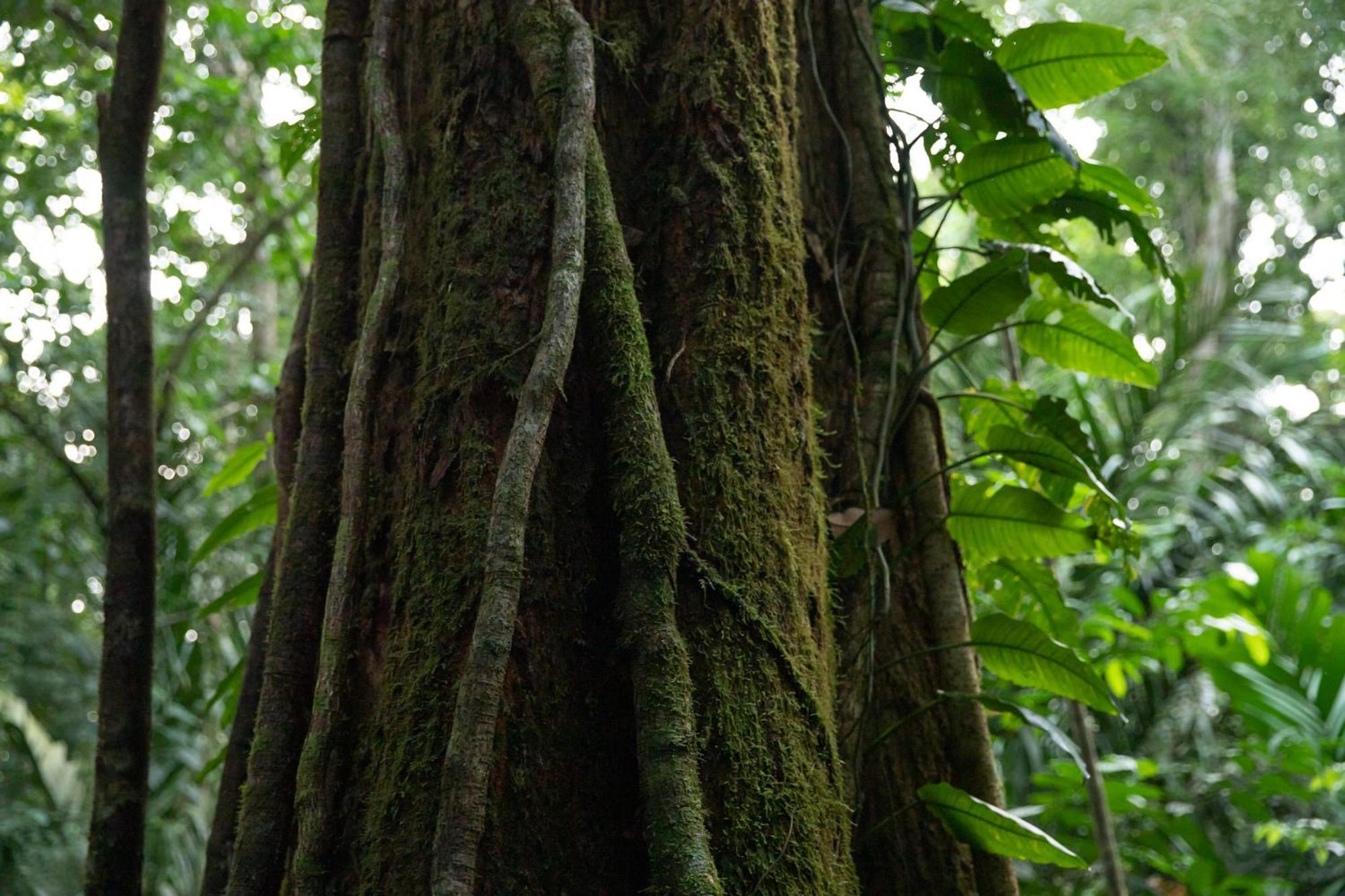 Pachira Lodge Tortuguero Ngoại thất bức ảnh
