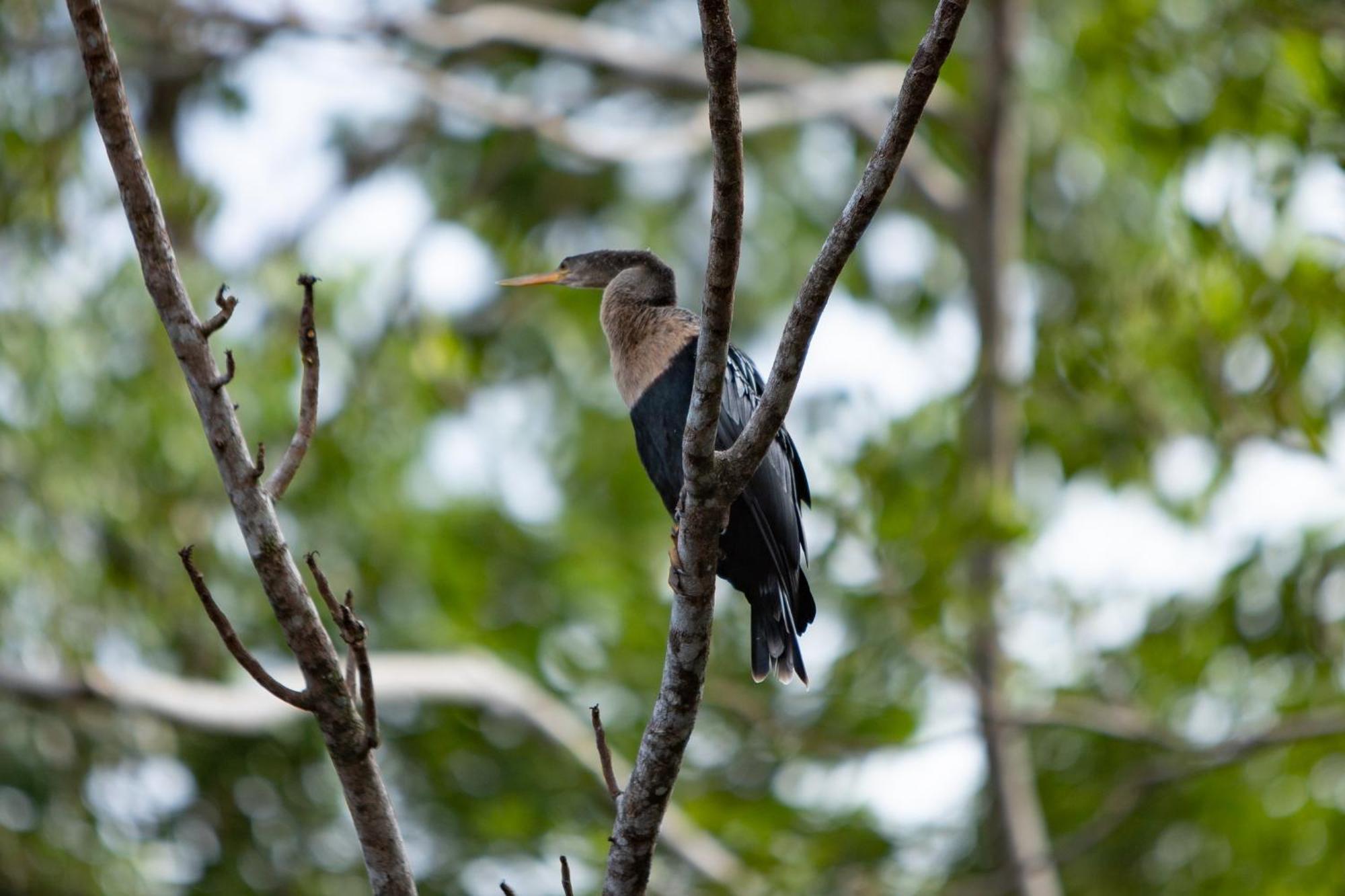 Pachira Lodge Tortuguero Ngoại thất bức ảnh