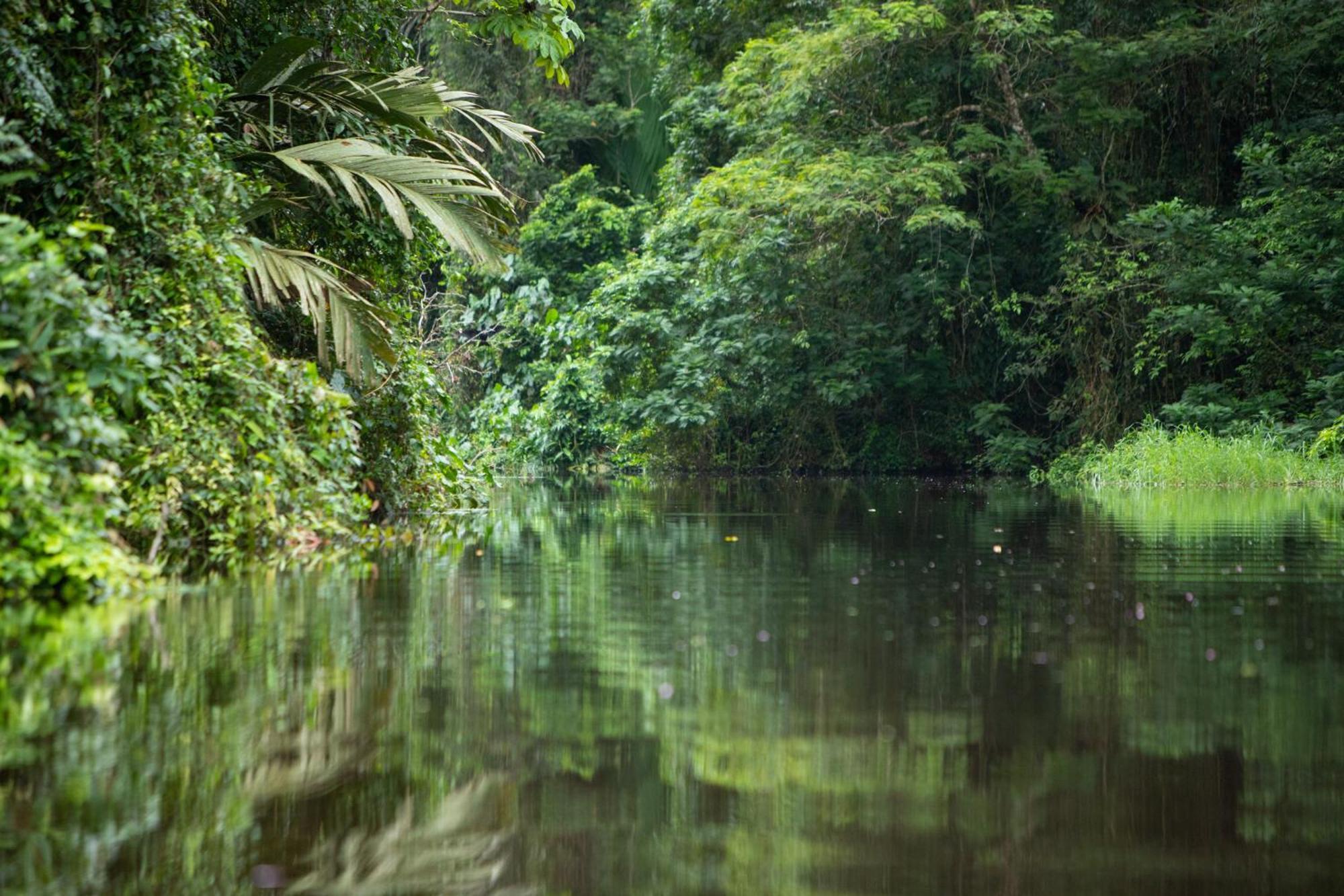 Pachira Lodge Tortuguero Ngoại thất bức ảnh